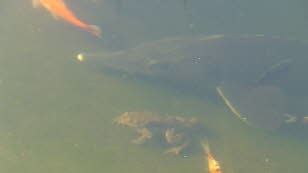 Str, leiter inzw. tot