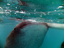 Pilippinen - 2013  (159) - Kopie