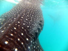 Pilippinen - 2013  (168) - Kopie