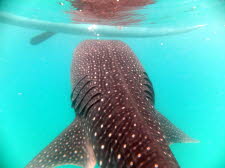 Pilippinen - 2013  (220)_1