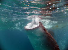 Pilippinen - 2013  (238)