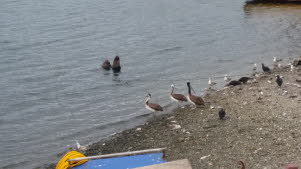 Tag 14 - Puerto Montt im Fischhafen